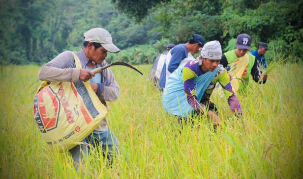 From Fields to Plenary: How Local Producers Are Fighting to Reclaim the Rice&nbsp;Market